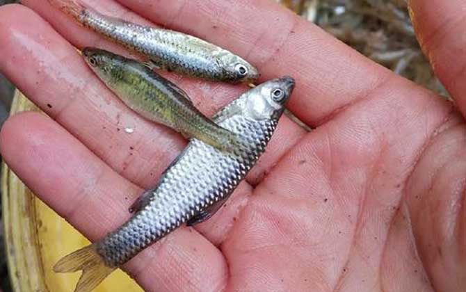 麦穗鱼需要去内脏吗？-第3张图片