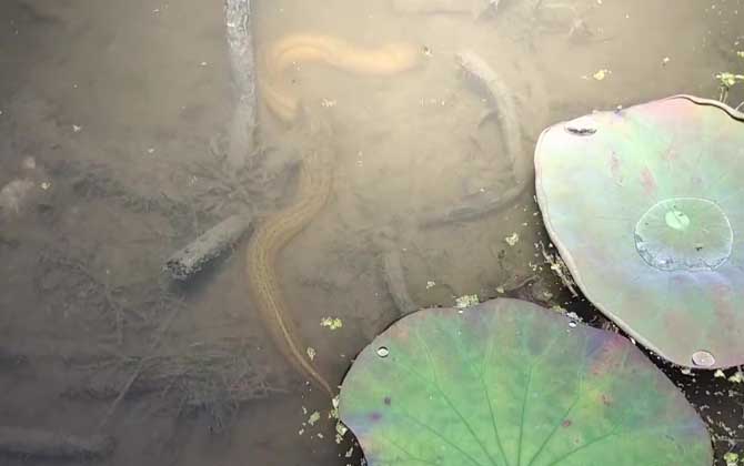 怎么判断一个地方有没有黄鳝？-第3张图片