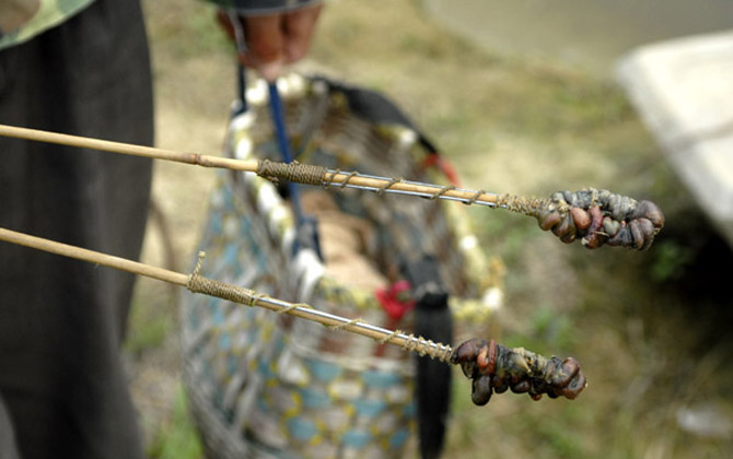 钓黄鳝神器怎么做最好？-第2张图片