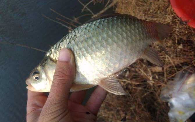 夏季钓鲫鱼用什么饵料好？试试这几种饵料，轻松钓到大鲫鱼！-第4张图片