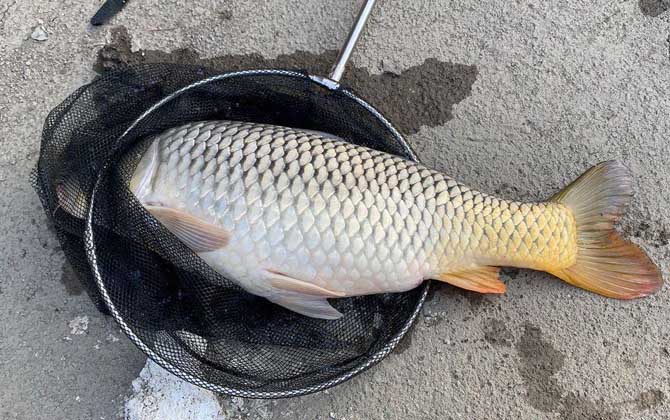 河里鲤鱼用什么最好钓？用自然饵最简单，用商品饵诱鱼最快！