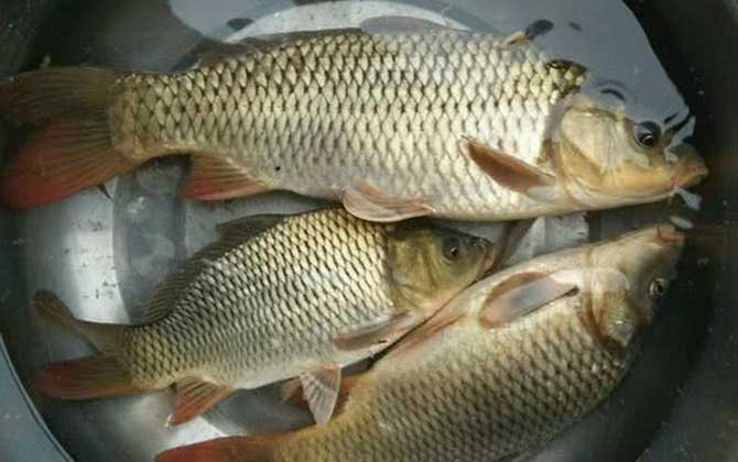 河里鲤鱼用什么最好钓？用自然饵最简单，用商品饵诱鱼最快！-第2张图片