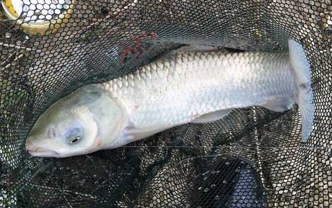 冬季钓草鱼的技巧和方法，掌握这6点，冬天也能钓到大草鱼！-第4张图片