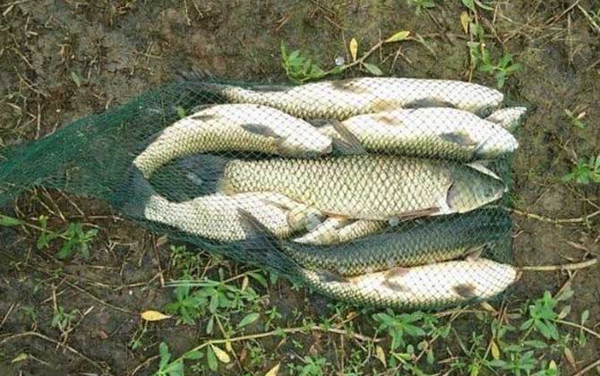 野钓草鱼的最佳方法和技巧，掌握这5点，野钓也能连杆大草鱼！-第4张图片