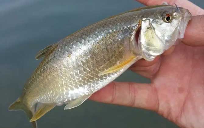 马口鱼很贵吗？
