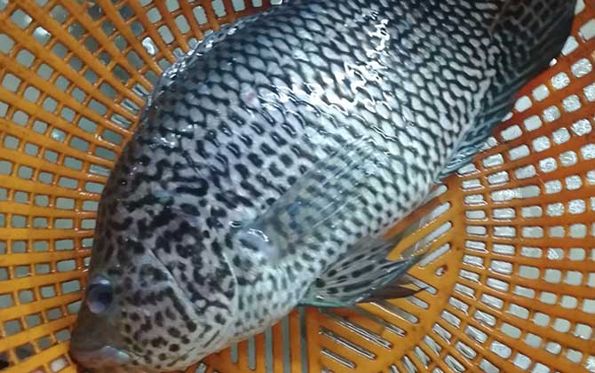 淡水石斑鱼一年能长多大？-第3张图片