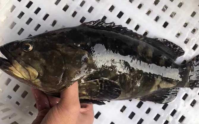青石斑鱼是海水鱼还是淡水鱼？-第3张图片
