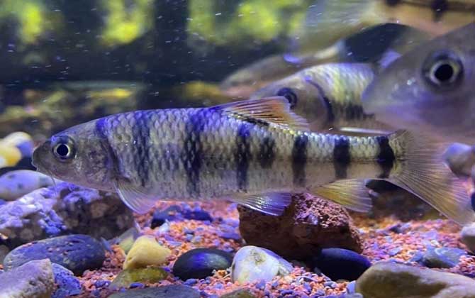 光唇鱼能和什么鱼混养？