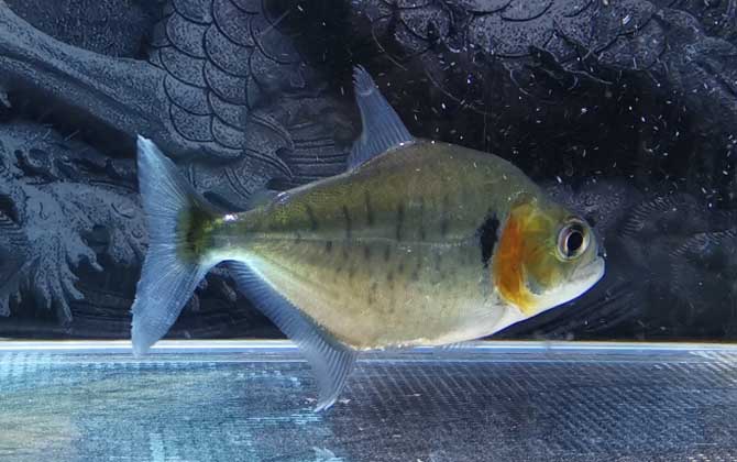 辛古水虎是什么鱼?-第3张图片 辛古水虎是什么鱼?-第3张图片