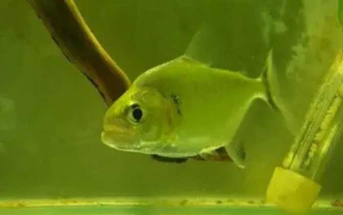 辛古水虎是什么鱼?-第4张图片 辛古水虎是什么鱼?-第4张图片