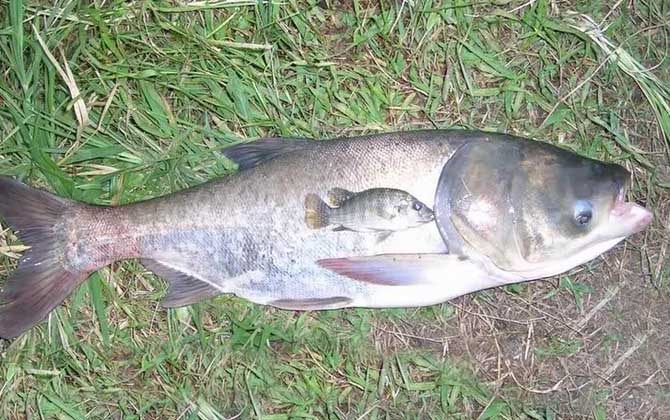 一天中钓鲢鳙最佳时间，从上午10时到下午18时都适合钓鲢鳙！-第5张图片