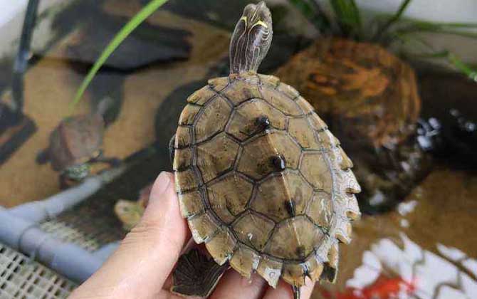 乌龟的背甲与腹甲两侧相连吗？