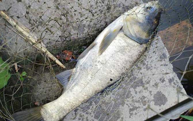 手竿钓鲢鳙最佳线组搭配，没有一定，取决于鱼情、水情、季节等！-第3张图片