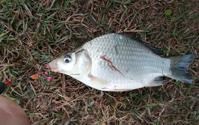 东南风好钓鱼吗？-第3张图片