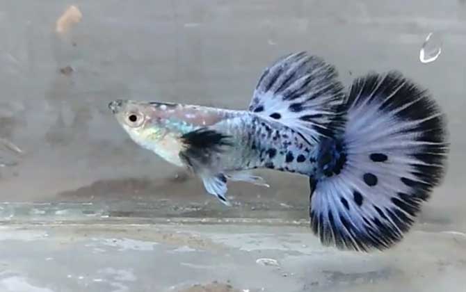 孔雀鱼缸铺石头还是裸缸好?-第3张图片 孔雀鱼缸铺石头还是裸缸好?-第3张图片