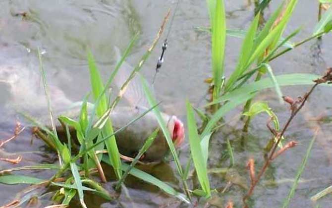 钓大罗非鱼越靠边越好？肯定不是，取决于鱼情、水情、天气等！-第4张图片