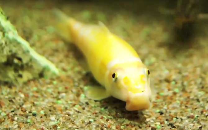 金苔鼠和清道夫哪个好?-第3张图片 金苔鼠和清道夫哪个好?-第3张图片