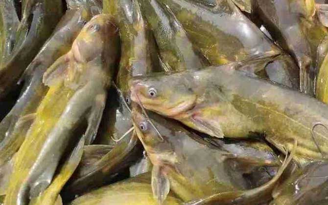 黄颡鱼吃什么食物？杂食性鱼类，自然条件下以动物性食物为主！-第4张图片