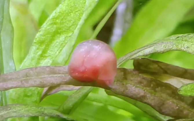 苹果螺吃什么食物？