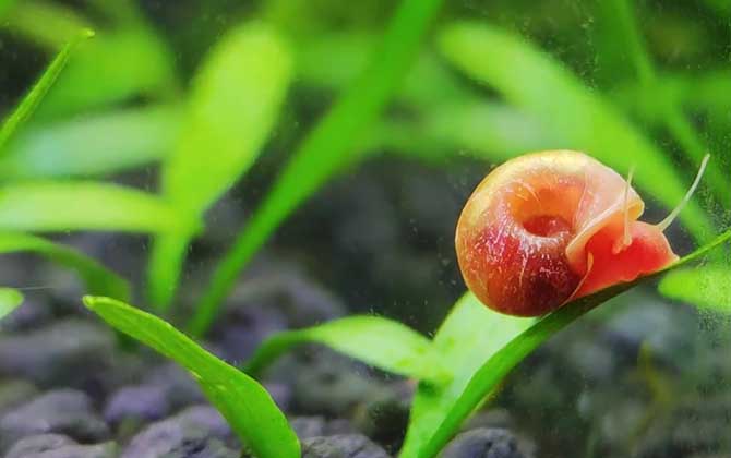 苹果螺一只可以繁殖吗？