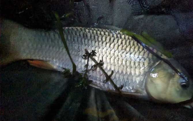 夜钓鲤鱼深水还是浅水好？