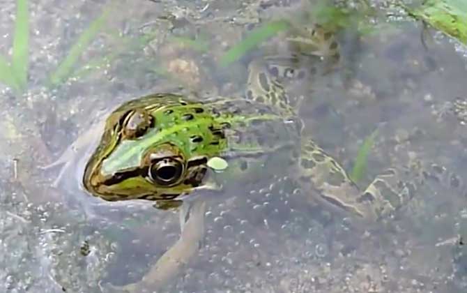 青蛙是益虫还是害虫？