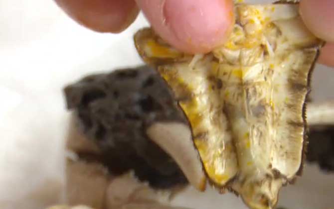 螃蟹哪些部位不能吃图解-第4张图片 螃蟹哪些部位不能吃图解-第4张图片