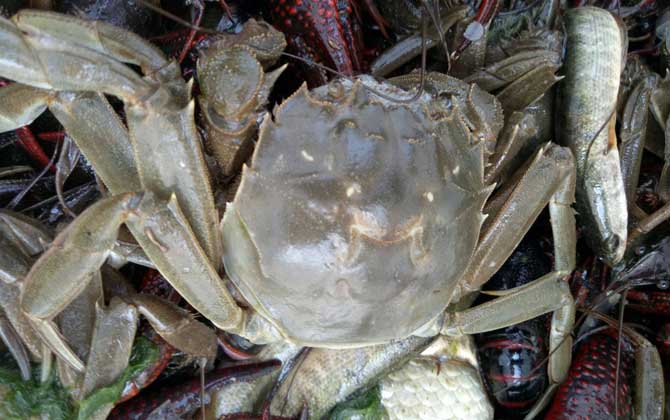 黄河口大闸蟹是什么蟹种？-第4张图片