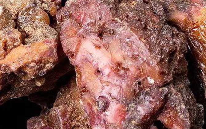 阿魏钓鱼,正确用法,参考用量,最佳配方-第2张图片