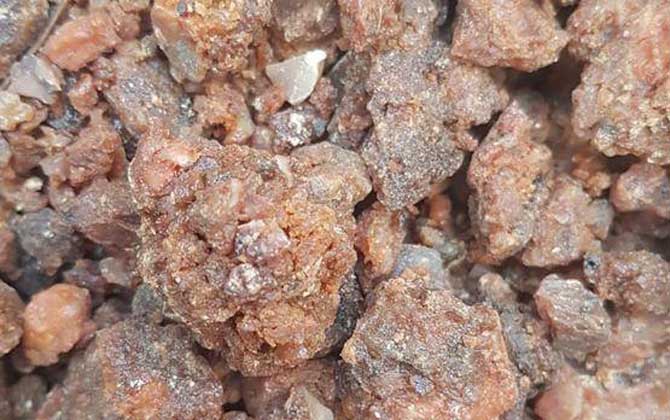 阿魏钓鱼,正确用法,参考用量,最佳配方-第3张图片