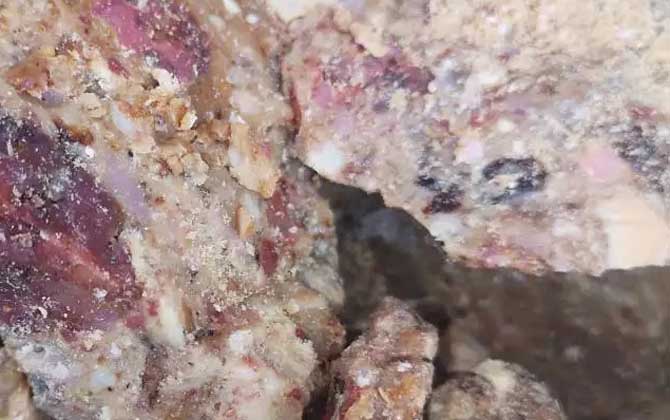 阿魏钓鱼,正确用法,参考用量,最佳配方-第5张图片
