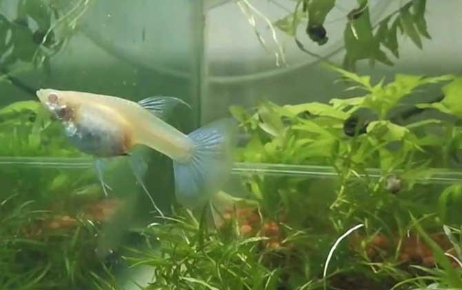 鱼鳍烂了怎么治疗？-第2张图片
