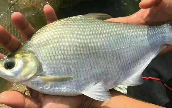 武昌鱼,吃什么,产地,饵料配方-第2张图片