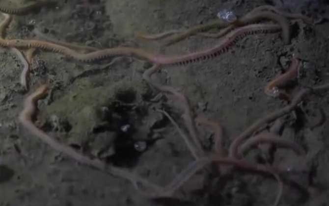 海虫是什么动物?-第3张图片 海虫是什么动物?-第3张图片