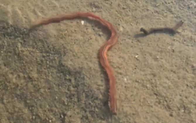 海虫是什么动物?-第4张图片 海虫是什么动物?-第4张图片