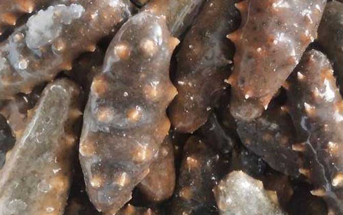 怎么样的海参才是好的?-第3张图片 怎么样的海参才是好的?-第3张图片