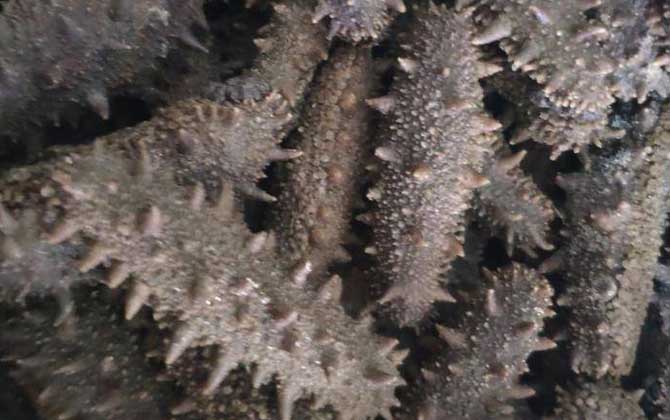 怎么样的海参才是好的?-第4张图片 怎么样的海参才是好的?-第4张图片