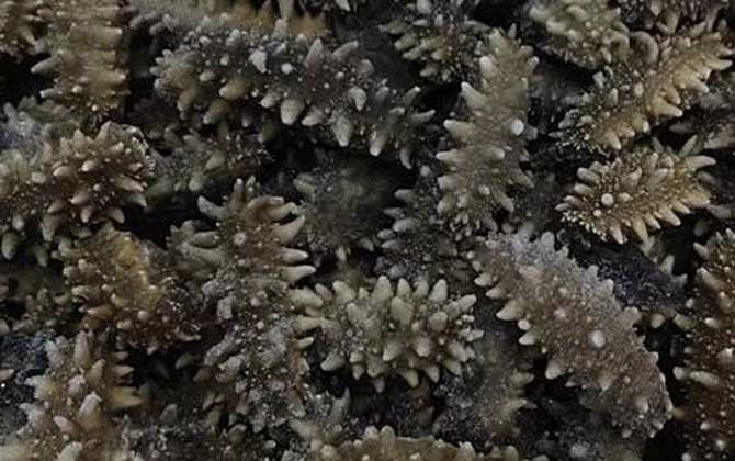 干海参如何保存最好？-第4张图片