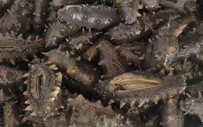 海参的好坏如何区别？-第2张图片