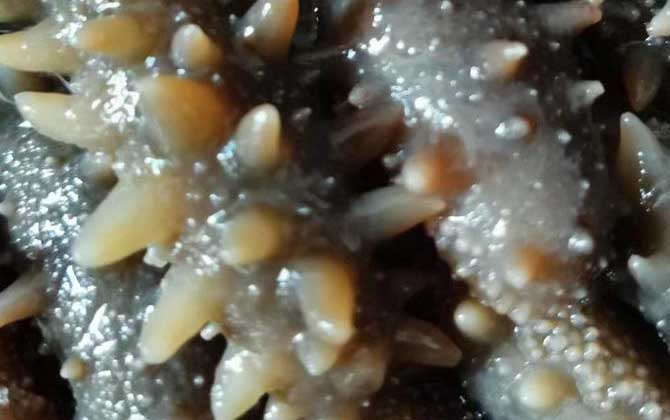 海参的好坏如何区别？-第5张图片