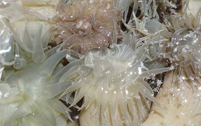 海葵俗称叫什么？