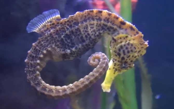 海马价格多少钱一斤？-第2张图片