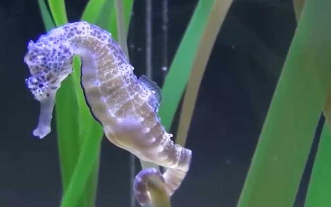 海马价格多少钱一斤？-第3张图片