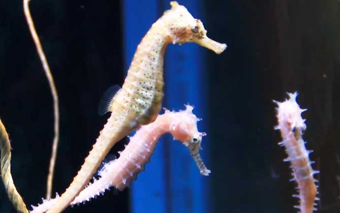 海马价格多少钱一斤？-第4张图片