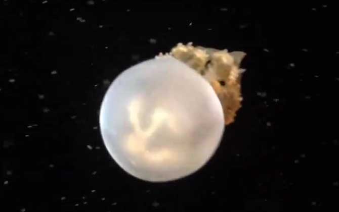 海蜇能用手摸吗?-第2张图片 海蜇能用手摸吗?-第2张图片