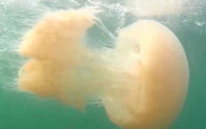海蜇能用手摸吗?-第3张图片 海蜇能用手摸吗?-第3张图片