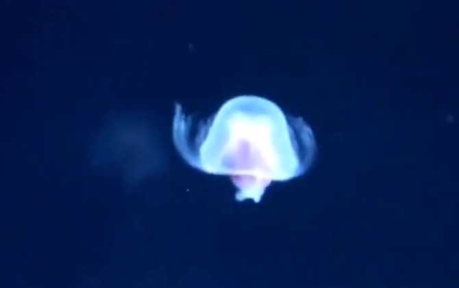 海蜇能用手摸吗?-第4张图片 海蜇能用手摸吗?-第4张图片