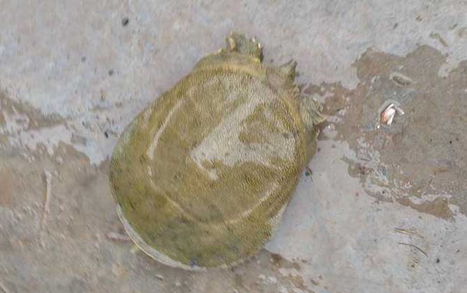 鸡肝钓什么鱼效果最好？-第4张图片