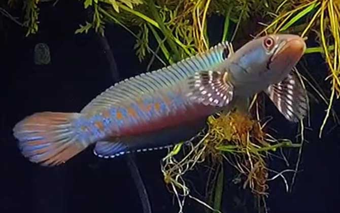 雷龙鱼能长多大？-第3张图片