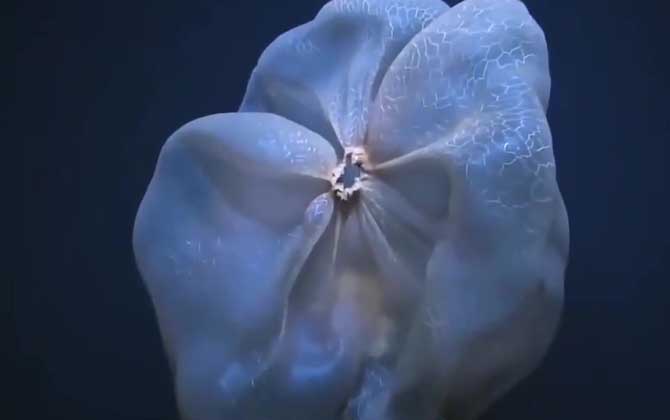 胎盘水母是什么动物？-第4张图片